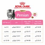 رویال کنین پرشین کیتن