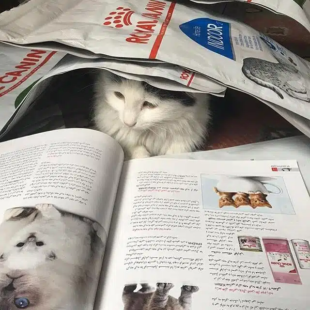 انتشارات برند رویال کنین