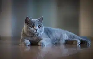 نژاد های گربه مناسب آپارتمان