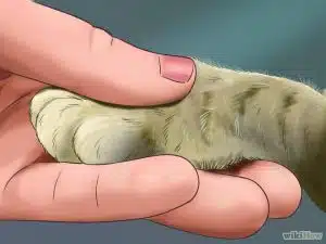 مراحل گرفتن ناخن گربه