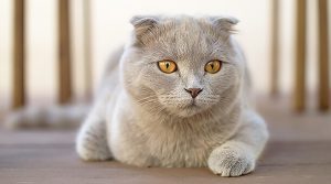 گربه Scottish Fold
