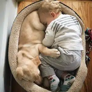 وسایل ضروری برای سگ