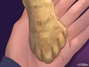 کوتاه کردن ناخن گربه