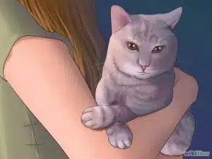 کوتاه کردن ناخن گربه