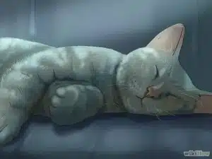 گرفتن ناخن های گربه