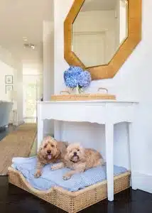 لوازم مورد نیاز سگ خانگی