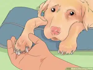 کوتاه کردن ناخن سگ