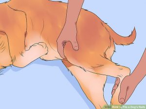 کوتاه کردن ناخن سگ