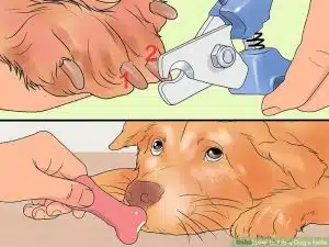 کوتاه کردن ناخن سگ