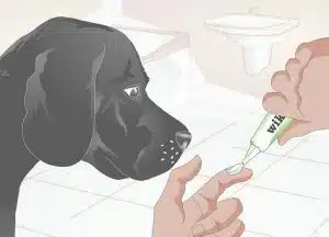 مسواک زدن دندان سگ