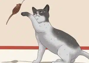 مسواک زدن گربه