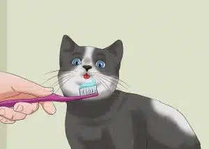 مسواک زدن گربه