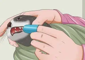 مسواک زدن گربه