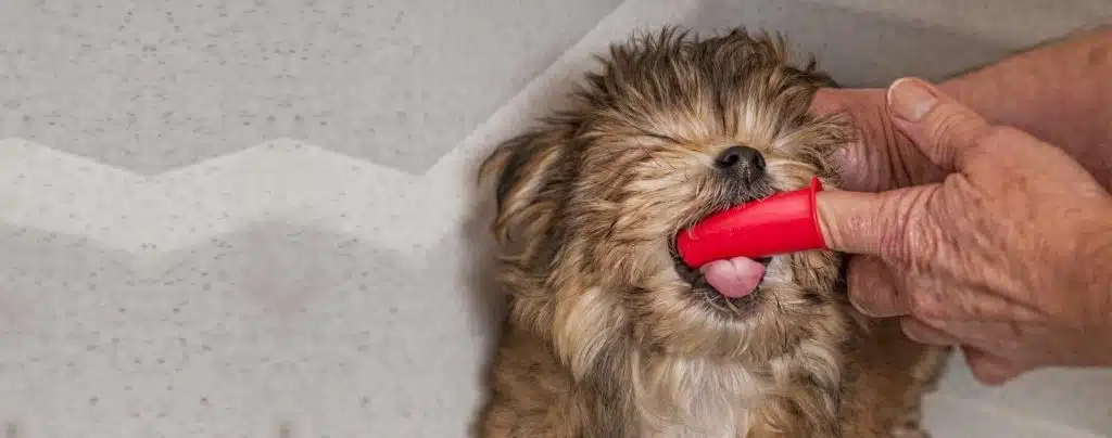 استفاده از مسواک سگ