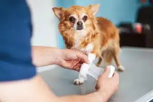 لوازم مورد نیاز سگ خانگی