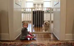 لوازم مورد نیاز سگ خانگی