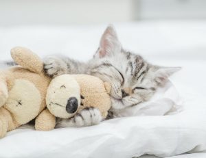 تخت خواب گربه