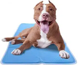 جای خواب سگ