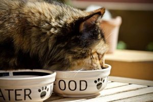 راهنمای خرید ظرف غذای گربه خانگی