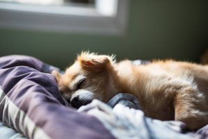تخت خواب سگ