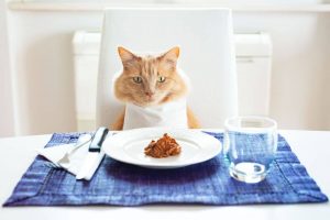 غذای مرطوب گربه