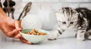 راهنمای خرید غذای خشک گربه