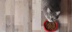 راهنمای خرید غذای خشک گربه