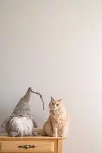 نگهداری کردن از گربه