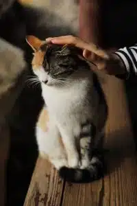 مراقبت از گربه