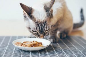 غذای پوچ گربه