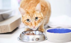 مزایا و معایب غذای خشک گربه