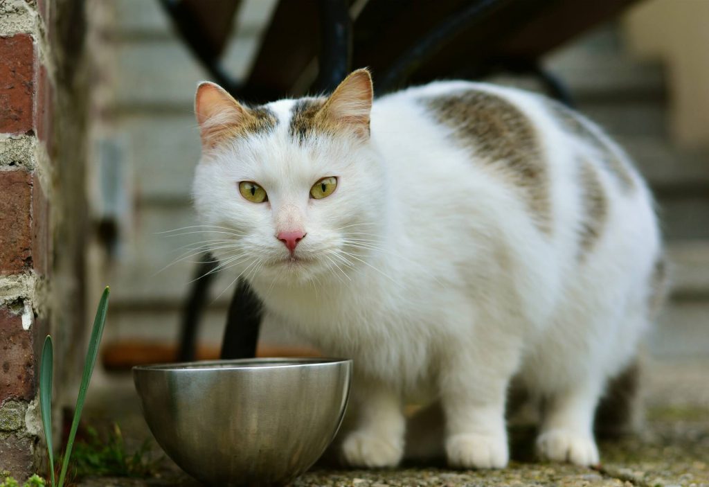 غذای خشک گربه پرامی