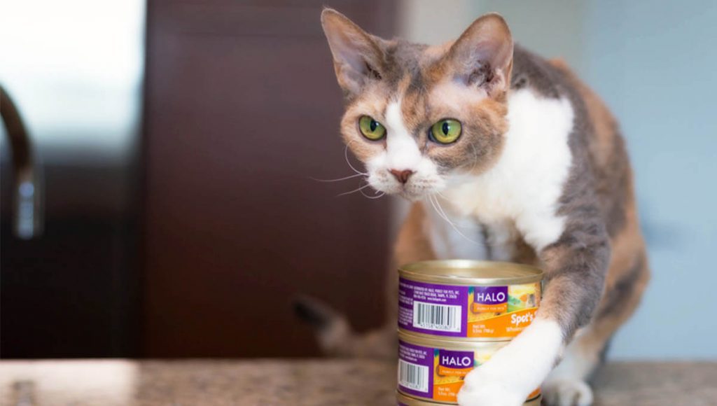 راهنمای خرید غذای کنسروی گربه