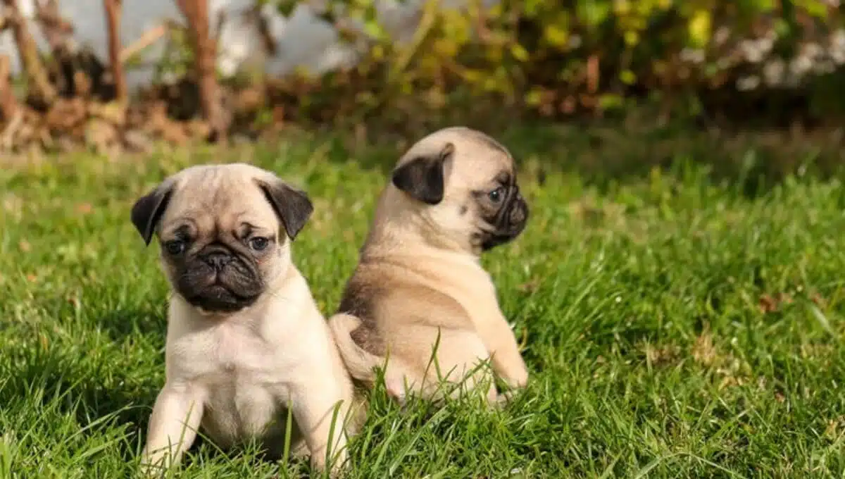 نژاد سگ پاگ | معرفی سگ های آپارتمانی