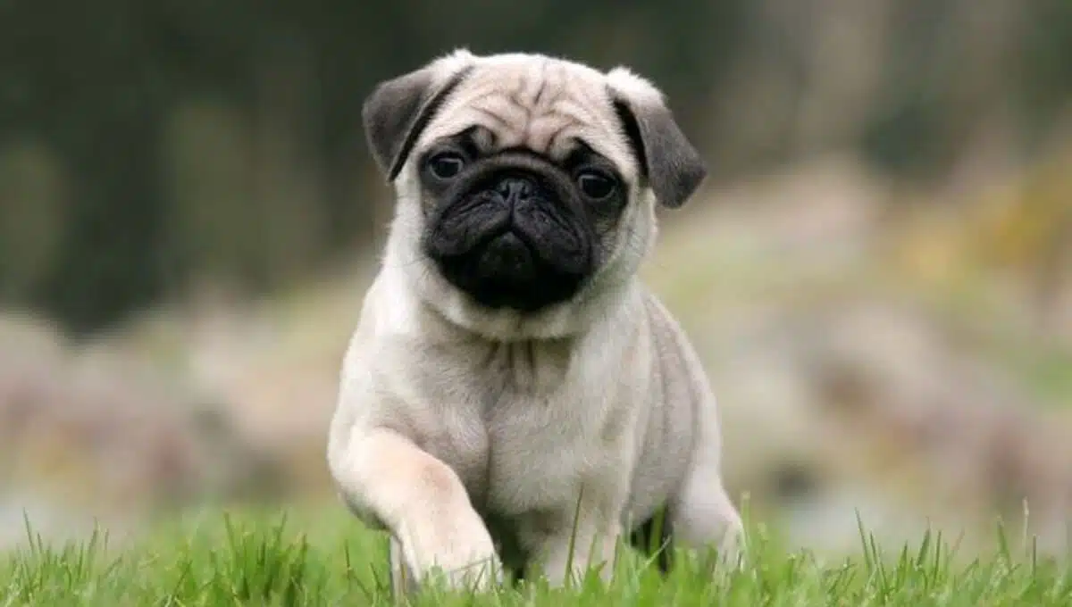 نژاد سگ پاگ | معرفی سگ های آپارتمانی