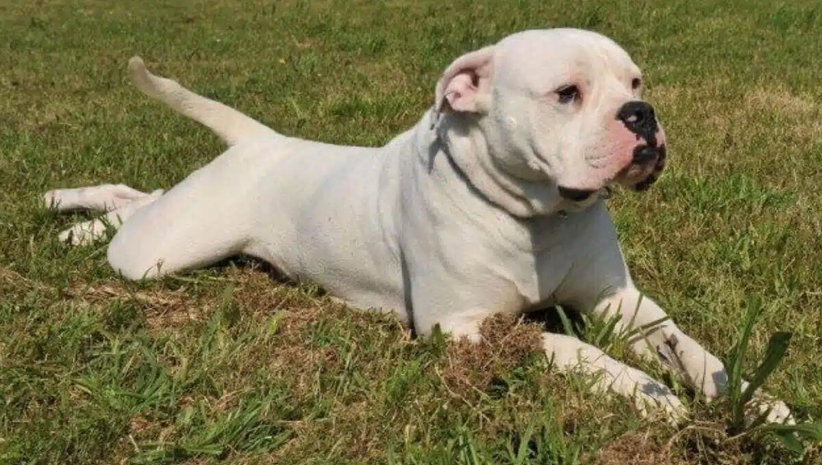 نژاد سگ بولداگ