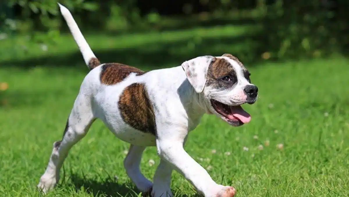 نژاد سگ بولداگ