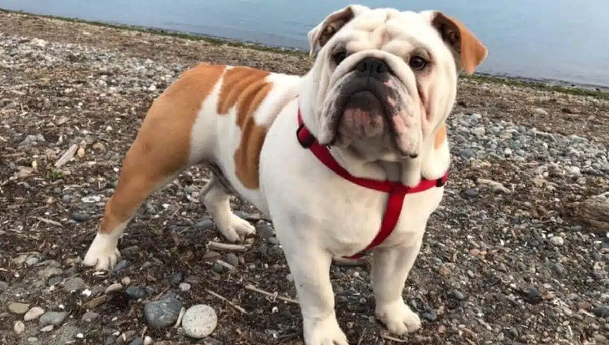 نژاد سگ بولداگ