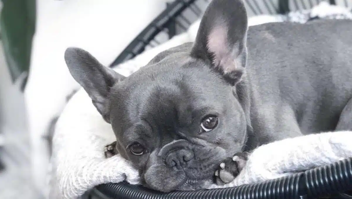 نژاد سگ بولداگ