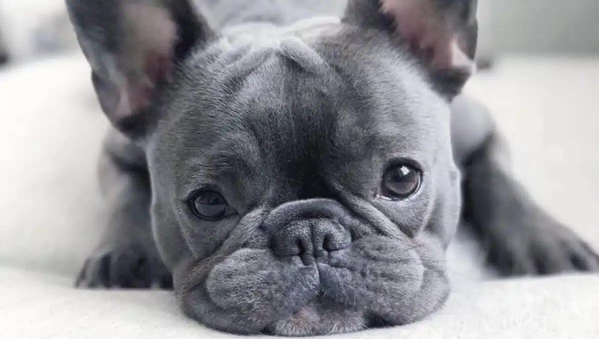 نژاد سگ بولداگ