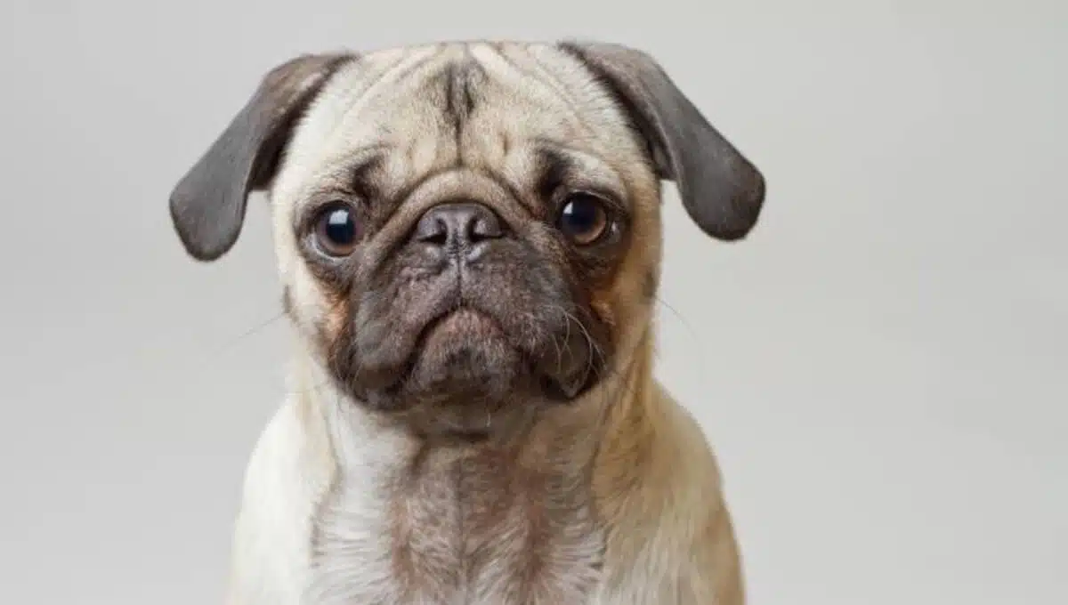 نژاد سگ پاگ | معرفی سگ های آپارتمانی