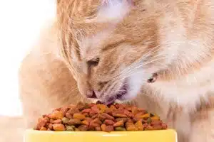 CAT FOOD