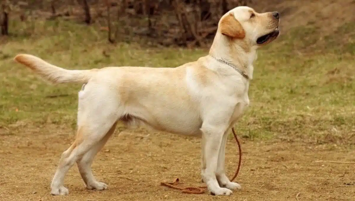 نژاد سگ لابرادور رتریور
