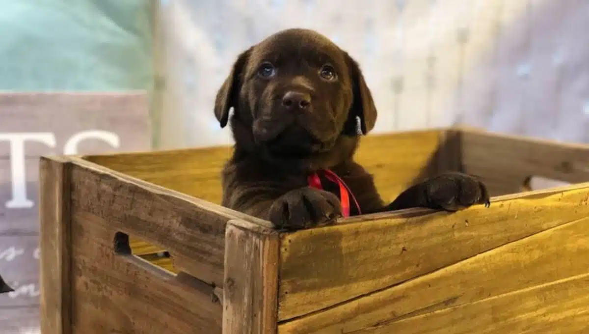 نژاد سگ لابرادور رتریور