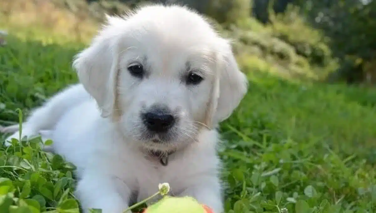 نژاد سگ گلدن