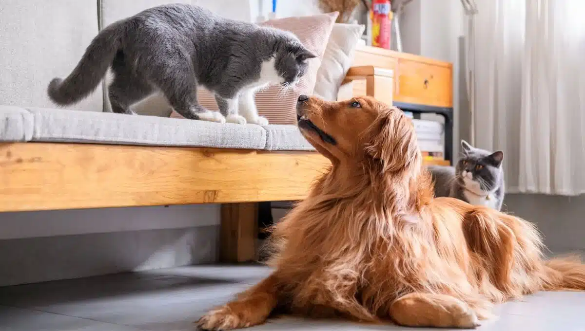 نژاد سگ گلدن رتریور