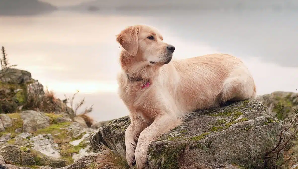 نژاد سگ گلدن رتریور