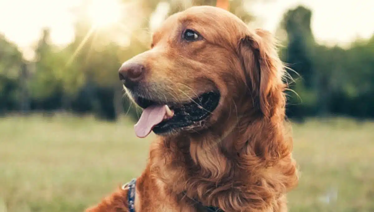 نژاد سگ گلدن رتریور
