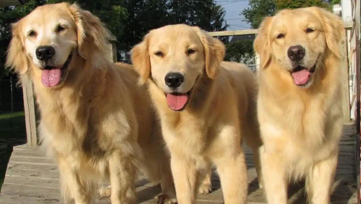 نژاد سگ گلدن رتریور