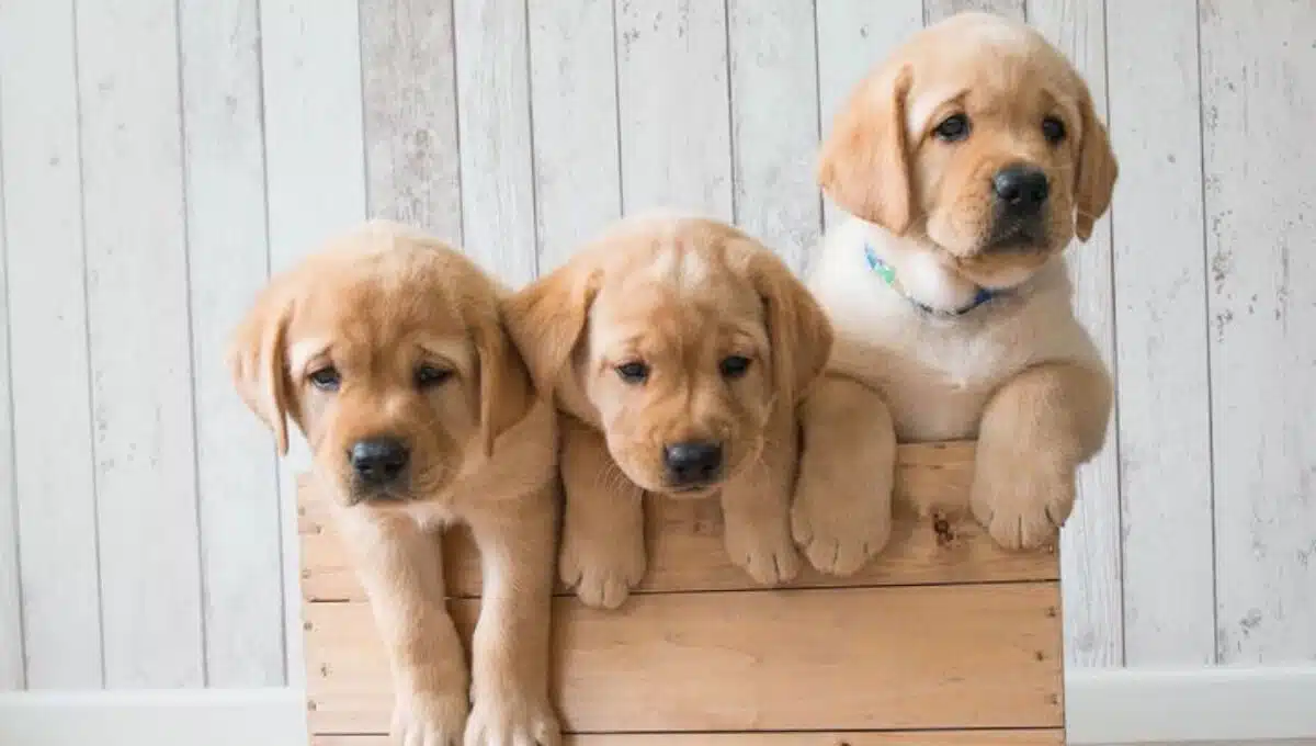 لابرادور رتریور سگ